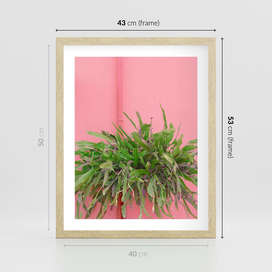 Plakat w ramie 40x50 - Fotografia Rośliny z Różowym Tłem - fotografia, zielona roślina na tle różwj ściany - rama drewno