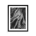 Plakat w ramie 30x40 - Siła Natury - czarno biała fotografia, korzenie wielkiego drzewa - rama czarna