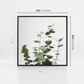 Obraz w ramie 50x50 - Żywa eukaliptusowa zieleń - eukaliptus, zielone - rama czarna