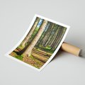 Plakat bez ramy 21x30 - Las: harmonia natury - las, drzewa