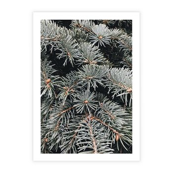 Plakat bez ramy 50x70 - Zima na Gałęziach - sosnowe gałęzie, igły