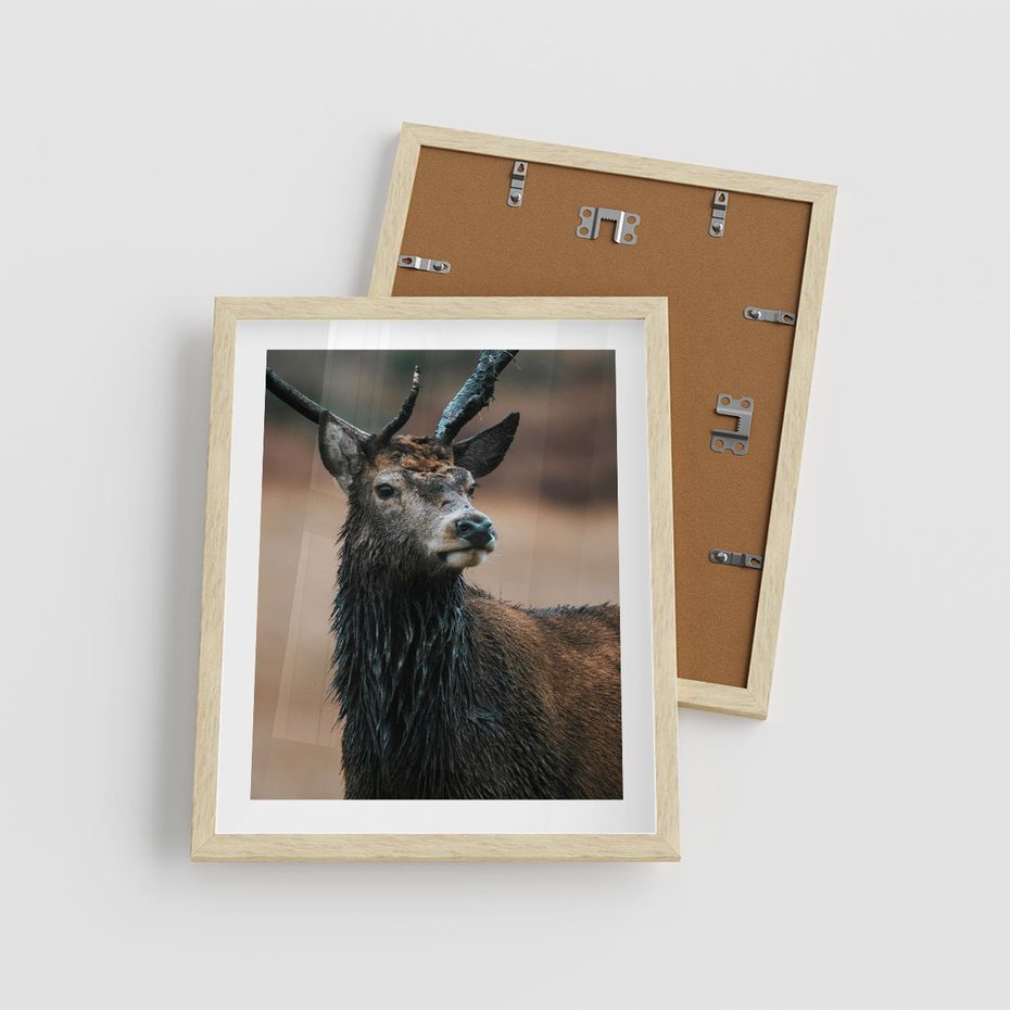 Plakat w ramie 40x50 - Spokojny jeleń - jeleń, las - rama drewno