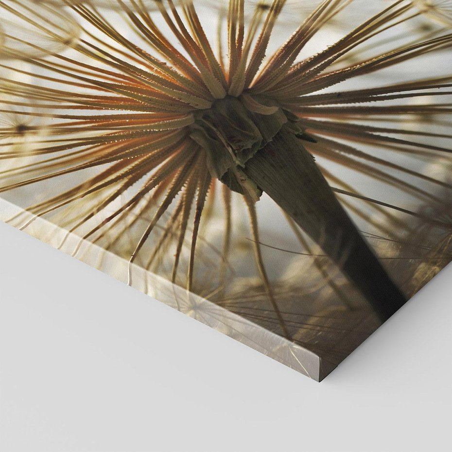 Obraz na płótnie 100x70 - Delikatny dmuchawiec w pełnym rozkwicie - dmuchawiec, kwiat