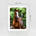 Plakat w ramie 40x50 - Portret Szlachetnego Konia - koń, portret - rama biała