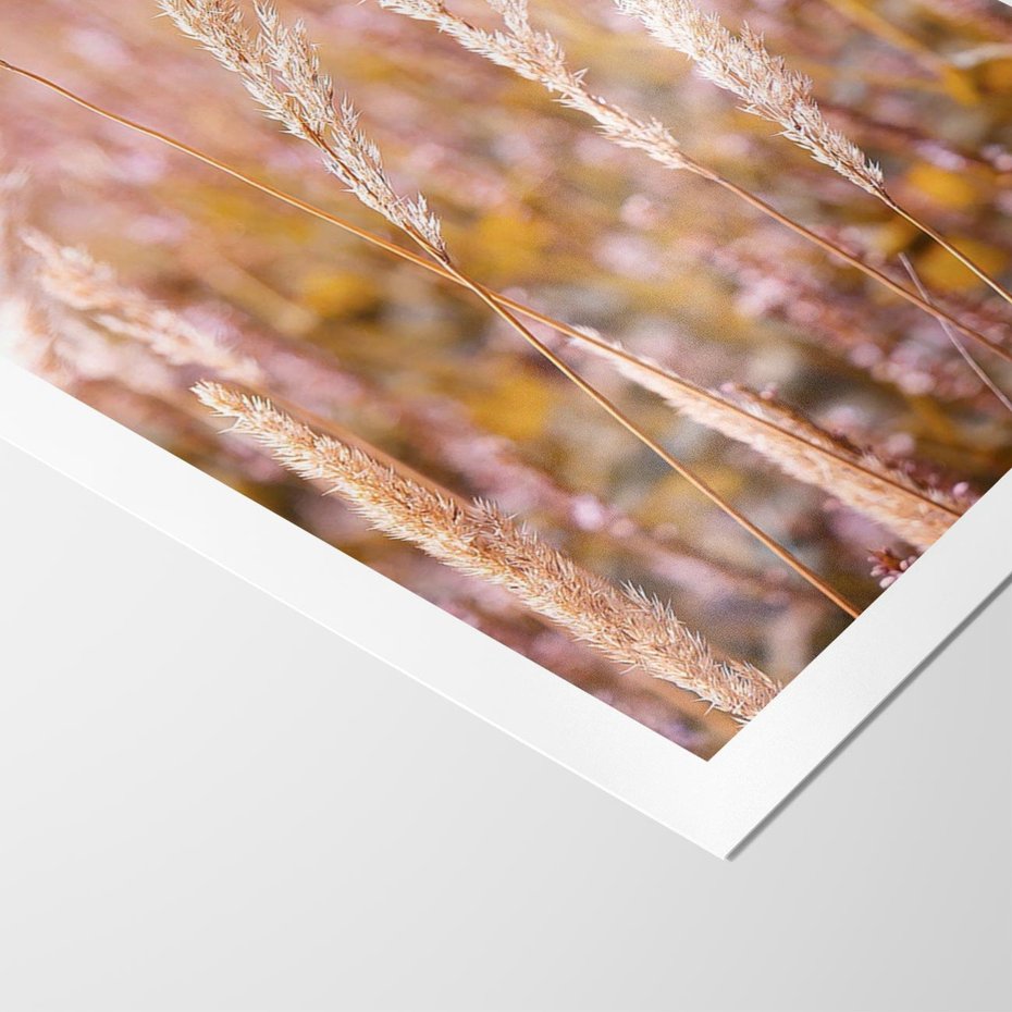 Plakat bez ramy 21x30 - Sucha Trawa w Sierpniu - trawy, łąka