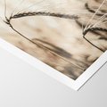 Plakat bez ramy 21x30 - Źdźbło Pszenicy: Blisko Natury - źdźbło pszenicy, pszenica