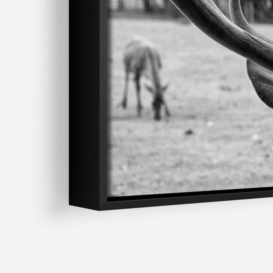 Obraz w ramie 70x50 - Przygubione motyle marzeń - fotografia czarno biała, młody jeleń w zagrodzie - rama czarna