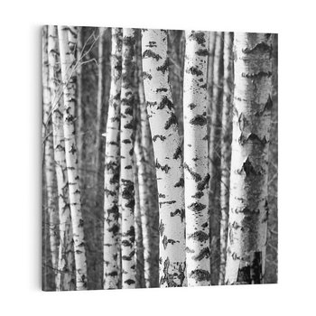 Obraz na płótnie 50x50 - Kontrast Monochromatyczny - brzozy, czarno