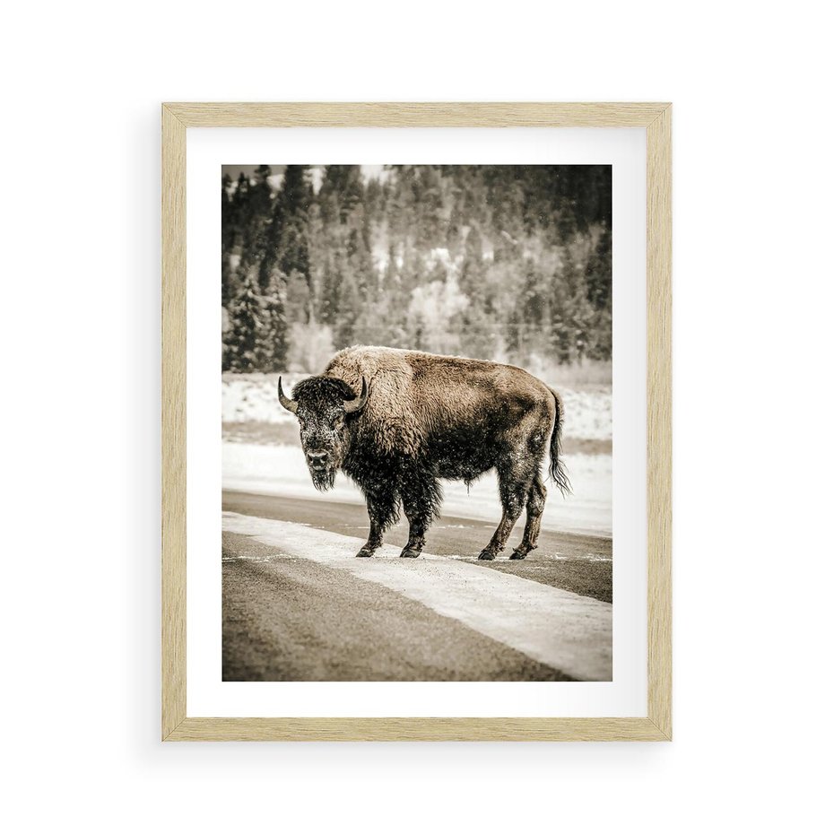 Plakat w ramie 40x50 - Spotkanie z Żubrem na Leśnej Drodze - żubr, las - rama drewno