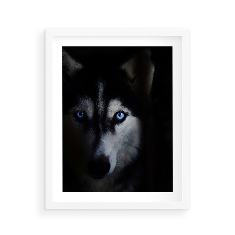 Plakat w ramie 40x50 - Wilk i husky: siła przyjaźni - wilk, husky - rama biała