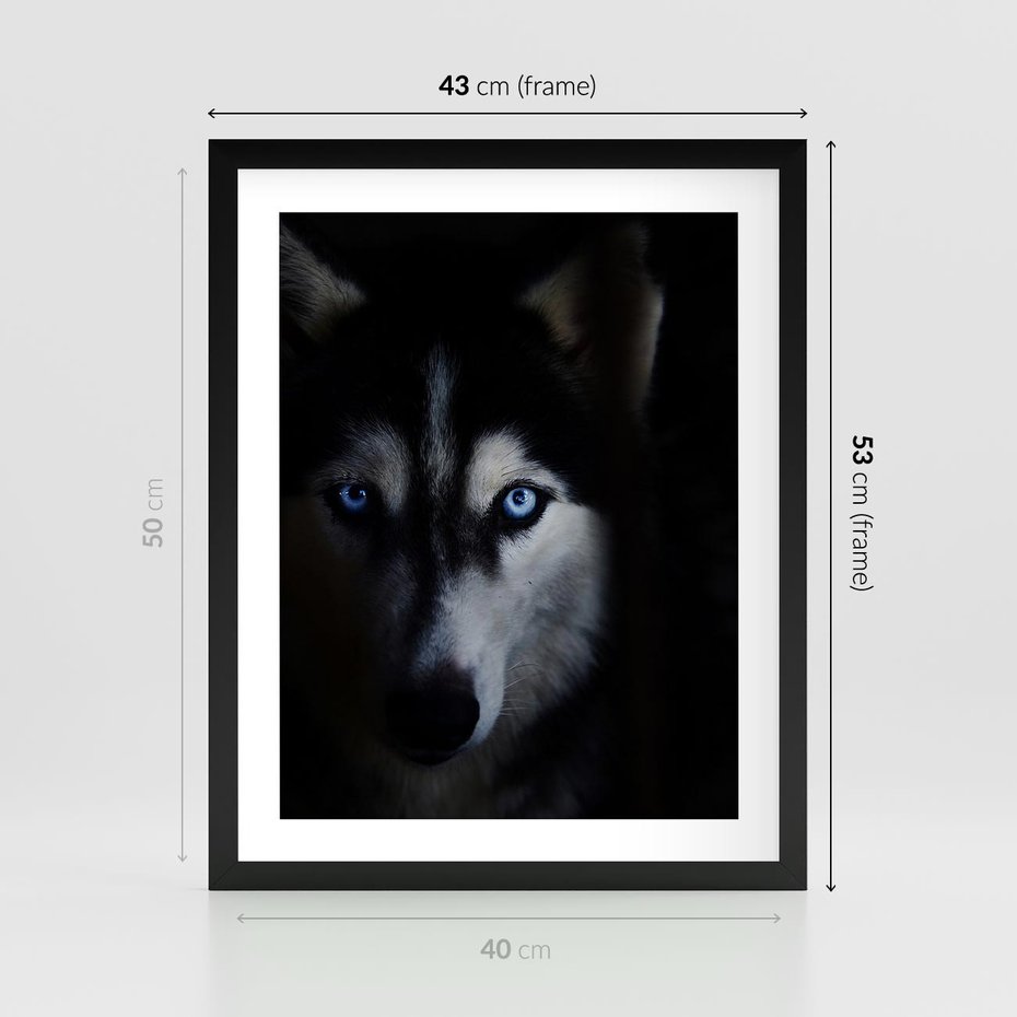 Plakat w ramie 40x50 - Wilk i husky: siła przyjaźni - wilk, husky - rama czarna