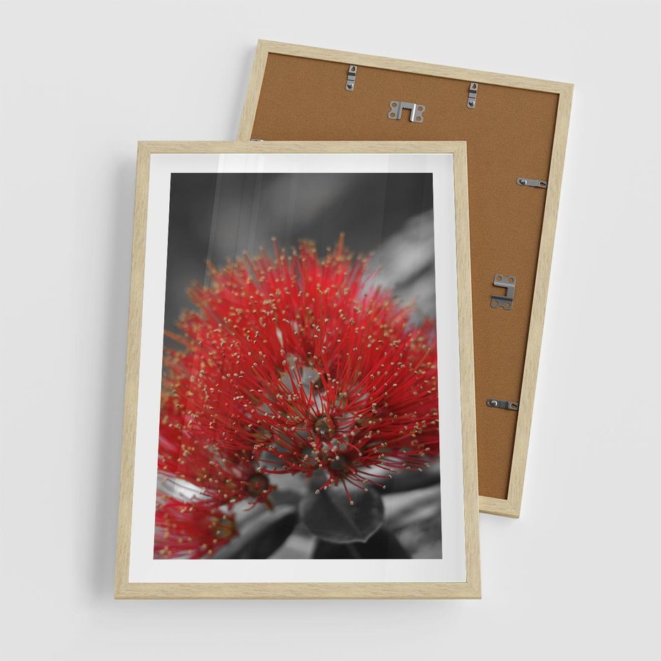 Plakat w ramie 50x70 - Ukwiał na rafie koralowej - ukwiał, rafa - rama drewno