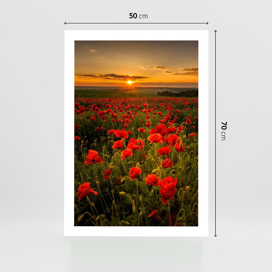 Plakat bez ramy 50x70 - Maki przy zachodzie słońca - maki, zachód