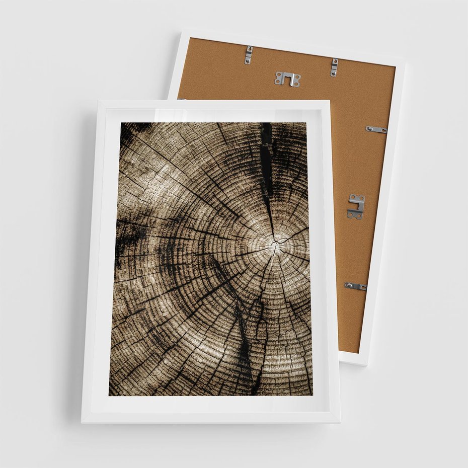 Plakat w ramie 50x70 - Natura Pod Lupą - pień drzewa, przekrój - rama biała