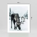 Plakat bez ramy 40x50 - Zimowy Portret Łosia - łoś w zimowej scenerii