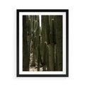 Plakat w ramie 50x70 - Wyjątkowy Klimat Boho - kaktusy, pustynia - rama czarna