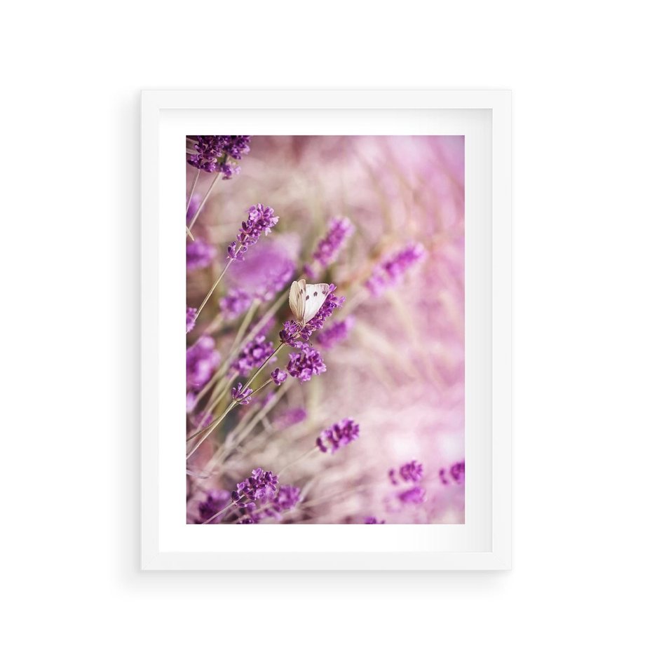Plakat w ramie 30x40 - Majestat lawendy: fioletowe pola - lawenda, fiolet - rama biała