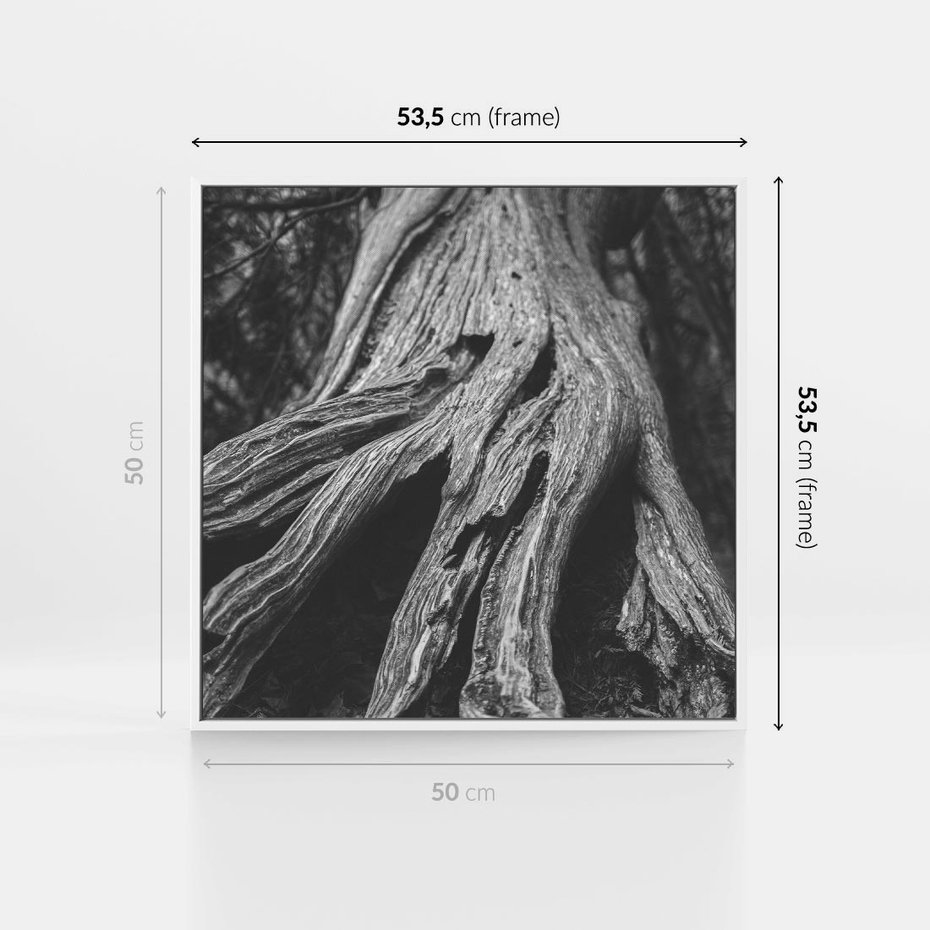 Obraz w ramie 50x50 - Siła Natury - czarno biała fotografia, korzenie wielkiego drzewa - rama biała