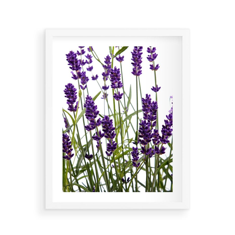 Plakat w ramie 40x50 - Fioletowa harmonia lawendy - lawenda, fiolet - rama biała