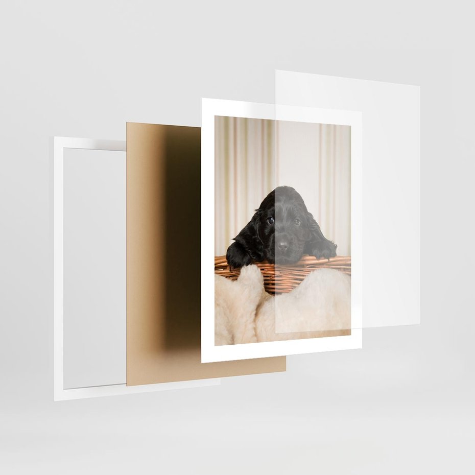 Plakat w ramie 40x50 - Uroczy szczeniak w akcji - piesek, szczeniak - rama biała