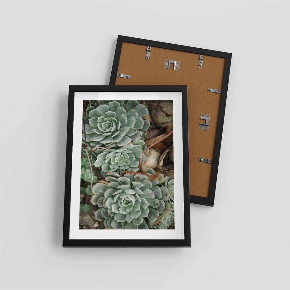 Plakat w ramie 30x40 - Zielona Uroda Sukulentów - sukulenty, zielone liście - rama czarna