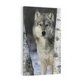 Obraz na płótnie 80x120 - Wilk w Zimowym Lesie - wilk, las