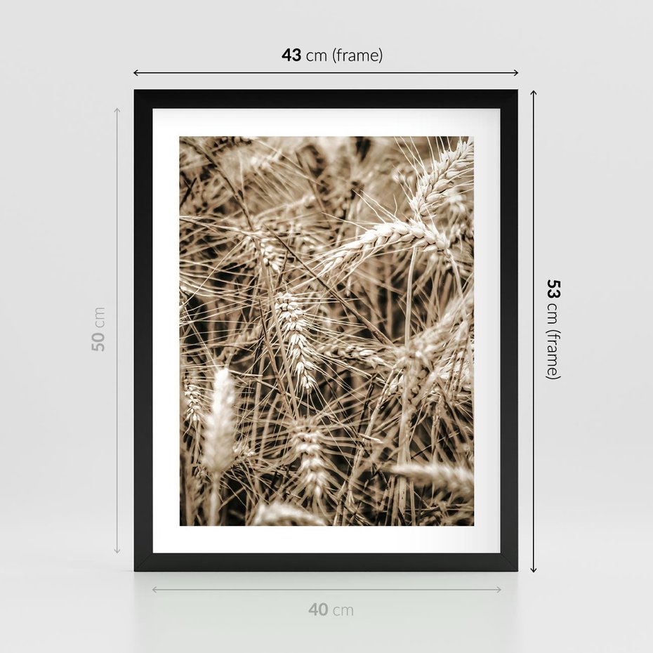 Plakat w ramie 40x50 - Zbliżenie na Kłosy Zboża - zboża, kłosy zboża - rama czarna