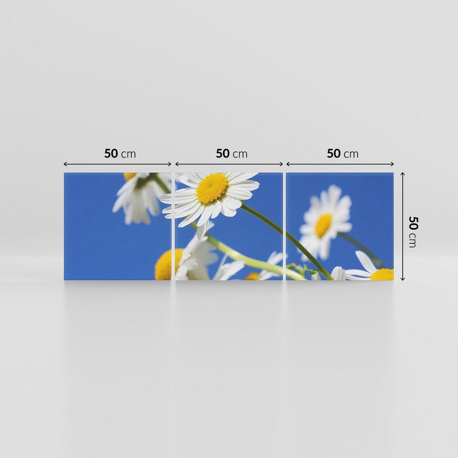 Obraz na płótnie 150x50 - Stokrotkowe pola - stokrotki, kwiaty