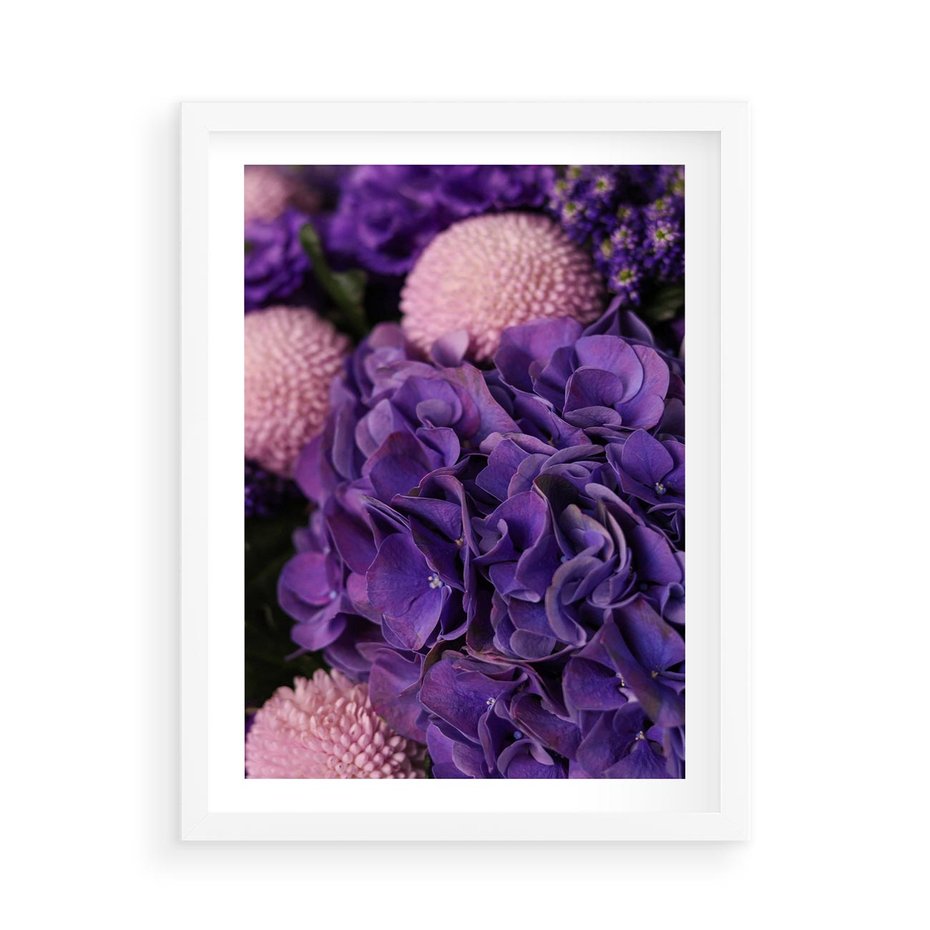 Plakat w ramie 50x70 - Fioletowa hortensja - kwiaty, hortensja - rama biała