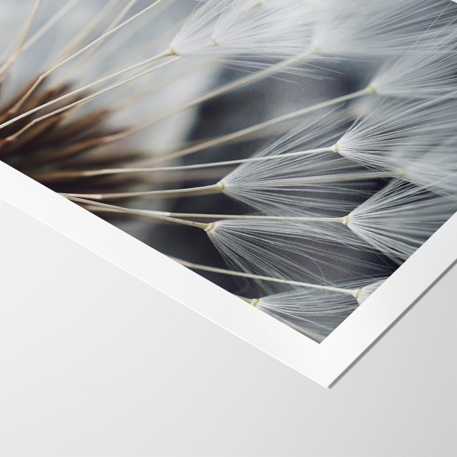 Plakat bez ramy 40x50 - Dmuchawce w Naturze - dmuchawiec, zbliżenie