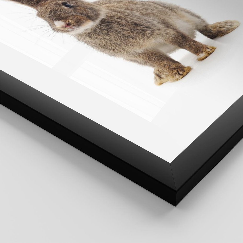 Plakat w ramie 40x50 - Delikatna Zwierzęca Uroda - królik, zwierzę - rama czarna