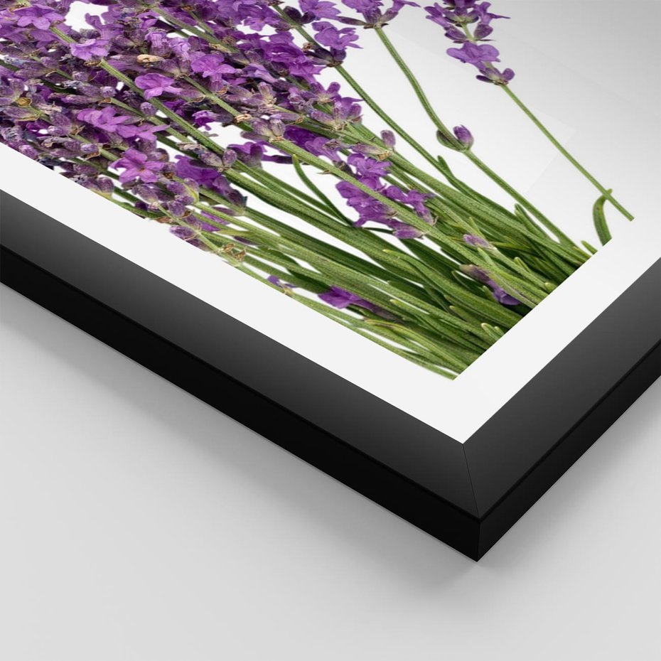 Plakat w ramie 30x40 - Pola lawendy w pełnym rozkwicie - lawenda, kwiaty - rama czarna