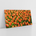 Obraz na płótnie 140x70 - Tulipanowa eksplozja - tulipany, kwiaty