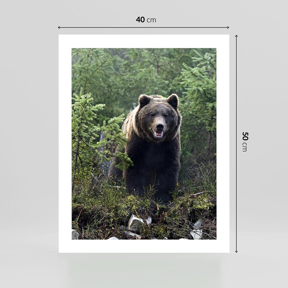 Plakat bez ramy 40x50 - Spotkanie z Niedźwiedziem w Lesie - niedźwiedź, las