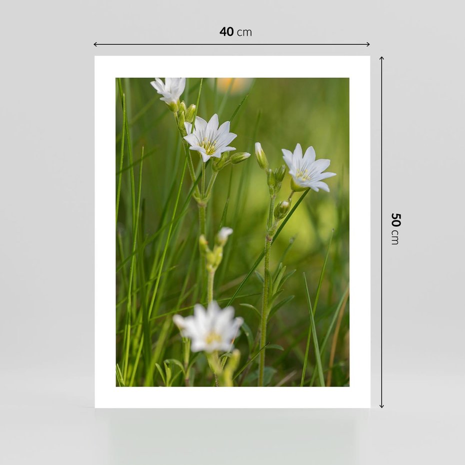 Plakat bez ramy 40x50 - Kolorowa łąka - stokrotki, łąka