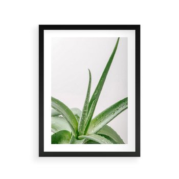 Plakat w ramie 40x50 - Zielone Piękno - aloes, liście - rama czarna