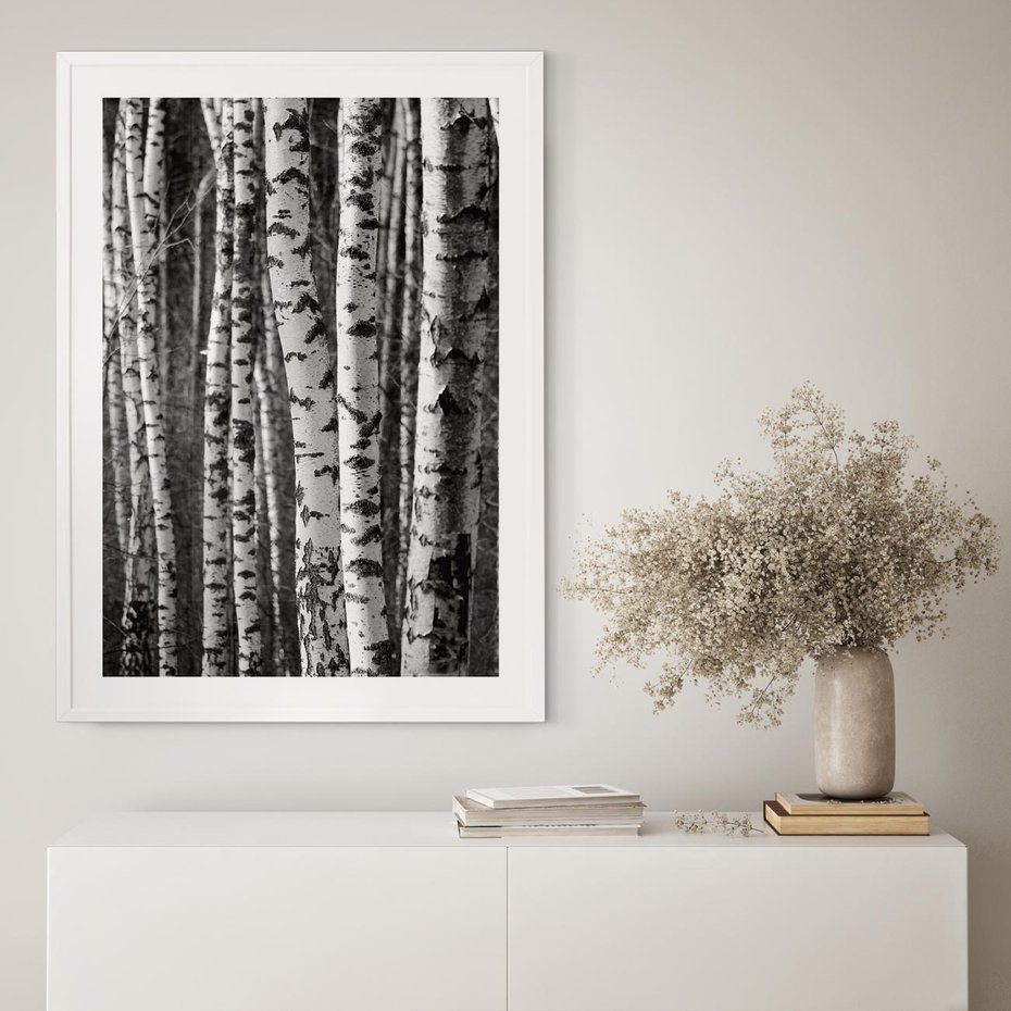 Plakat w ramie 40x50 - Kontrast Monochromatyczny - brzozy, czarno - rama biała