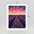 Plakat bez ramy 40x50 - Różowe Niebo nad Polami - pola lawendy, zachód słońca