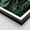 Plakat w ramie 50x70 - Zielone Liście Monstery w Dżungli - zielone liście monstery, dżungla - rama czarna