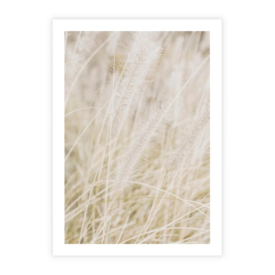 Plakat bez ramy 40x50 - Białe Trawy Pampas - suche trawy, białe trawy