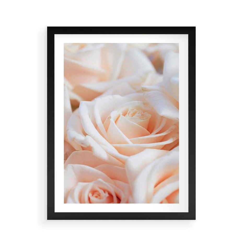 Plakat w ramie 50x70 - Aromatyczna Piękność - płatki herbacianej róży, kwiaty - rama czarna