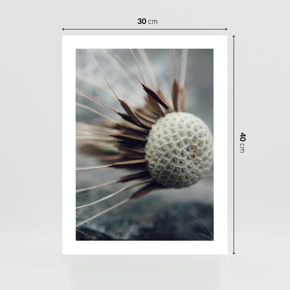 Plakat bez ramy 30x40 - Makro Dmuchawiec - dmuchawiec, zbliżenie