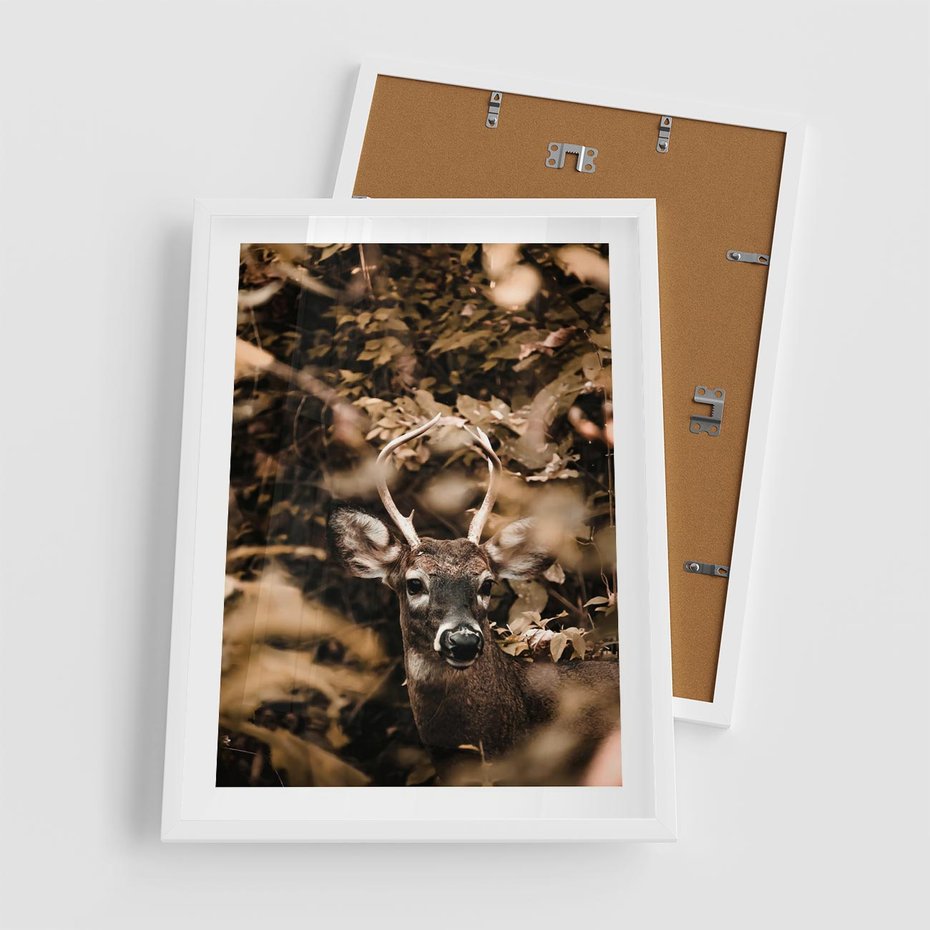 Plakat w ramie 50x70 - Jesienny Jeleń w Lesie - jeleń, w lesie - rama biała