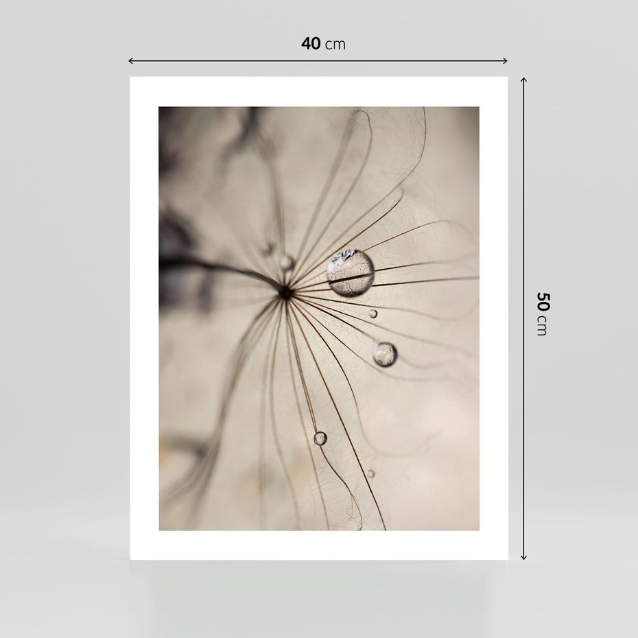 Plakat bez ramy 40x50 - Makro Uroda: Kropla na Dmuchawcu - zbliżenie makro, kropla wody na ziarenku dmuchawca