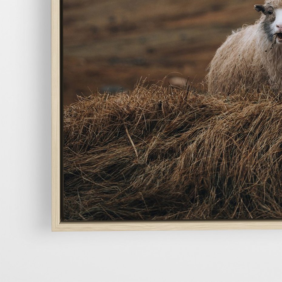 Obraz w ramie 80x120 - Owiecka panorama - góry, owca - rama drewno