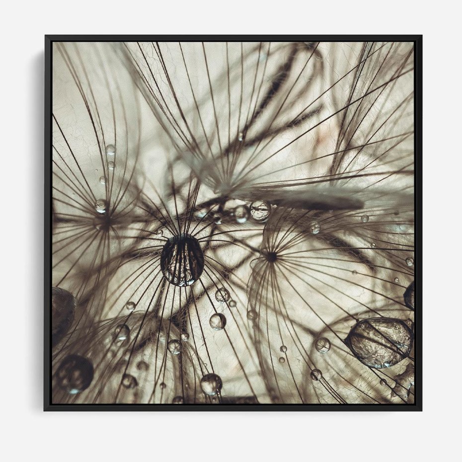 Obraz w ramie 50x50 - Lekkie dmuchawce - dmuchawce, krople - rama czarna