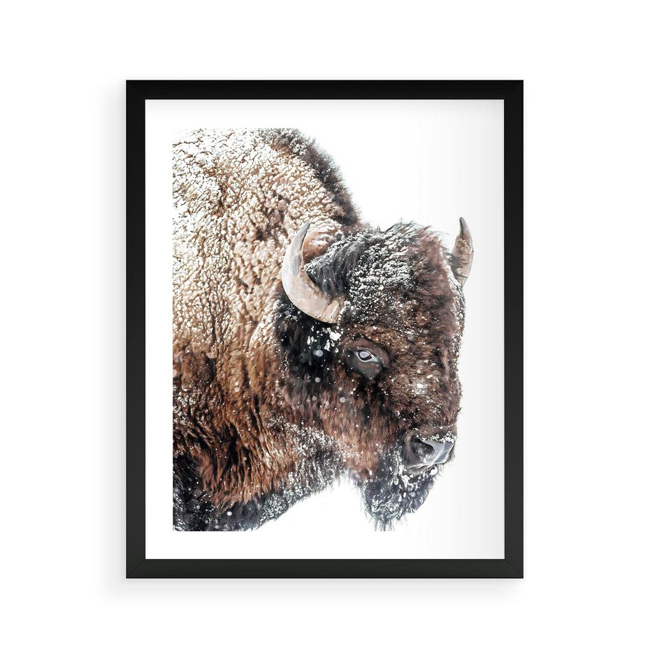 Plakat w ramie 40x50 - Obraz Dzikiej Przyrody w Śnieżnym Otoczeniu - żubr, śnieg - rama czarna