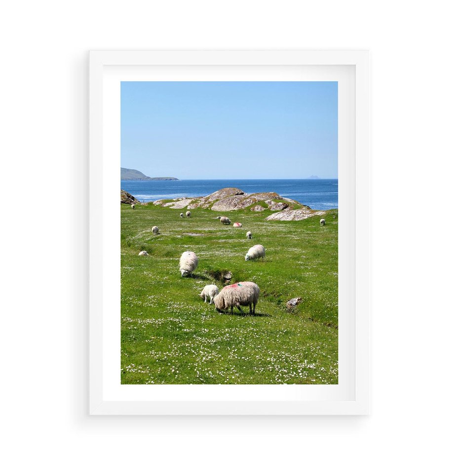Plakat w ramie 50x70 - Górskie Owce - góry, owce - rama biała