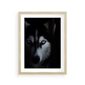Plakat w ramie 30x40 - Wilk i husky: siła przyjaźni - wilk, husky - rama drewno