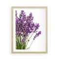 Plakat w ramie 50x70 - Pola lawendy w pełnym rozkwicie - lawenda, kwiaty - rama drewno